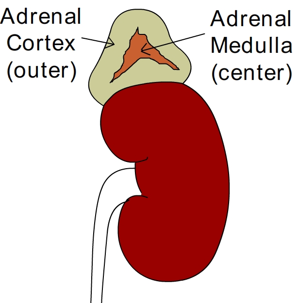 adren