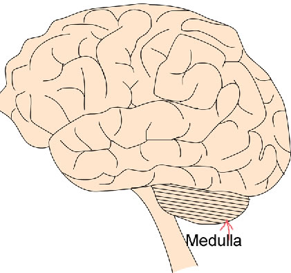 Medulla