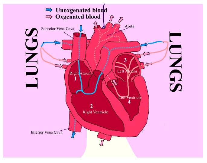 heart