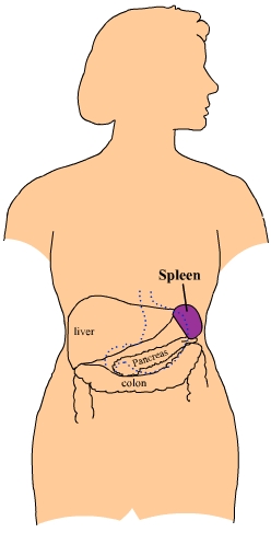 sp