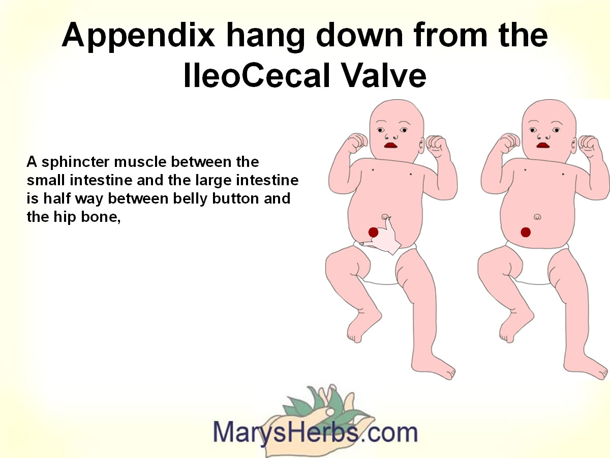 Appendix-location-2
