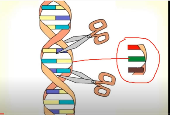 gmo