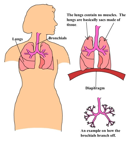 lung