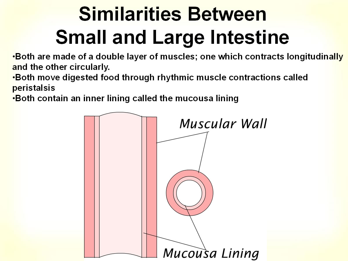 Mucosal